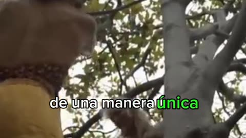 Este es el Tarzán de la vida real