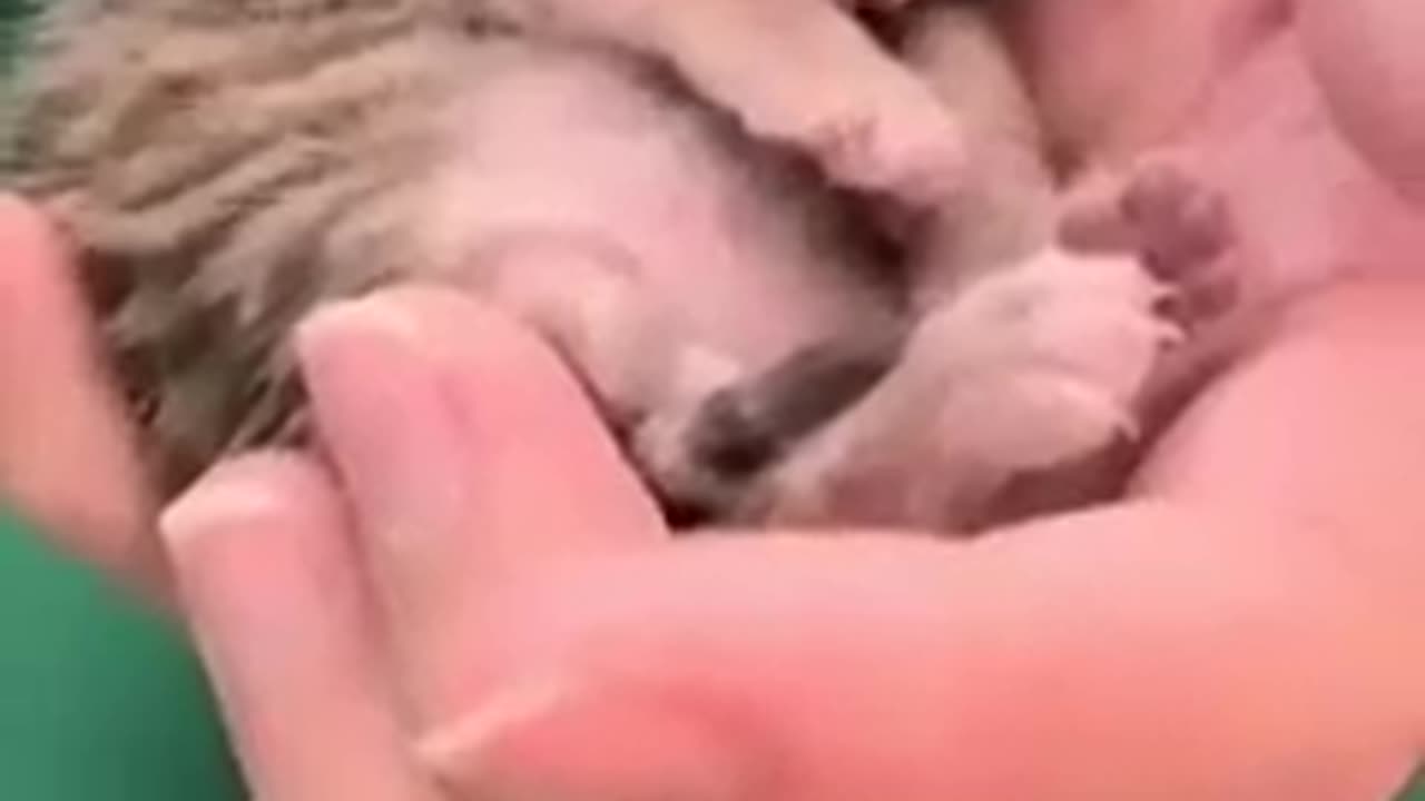 Newborn Kitten Snoozes