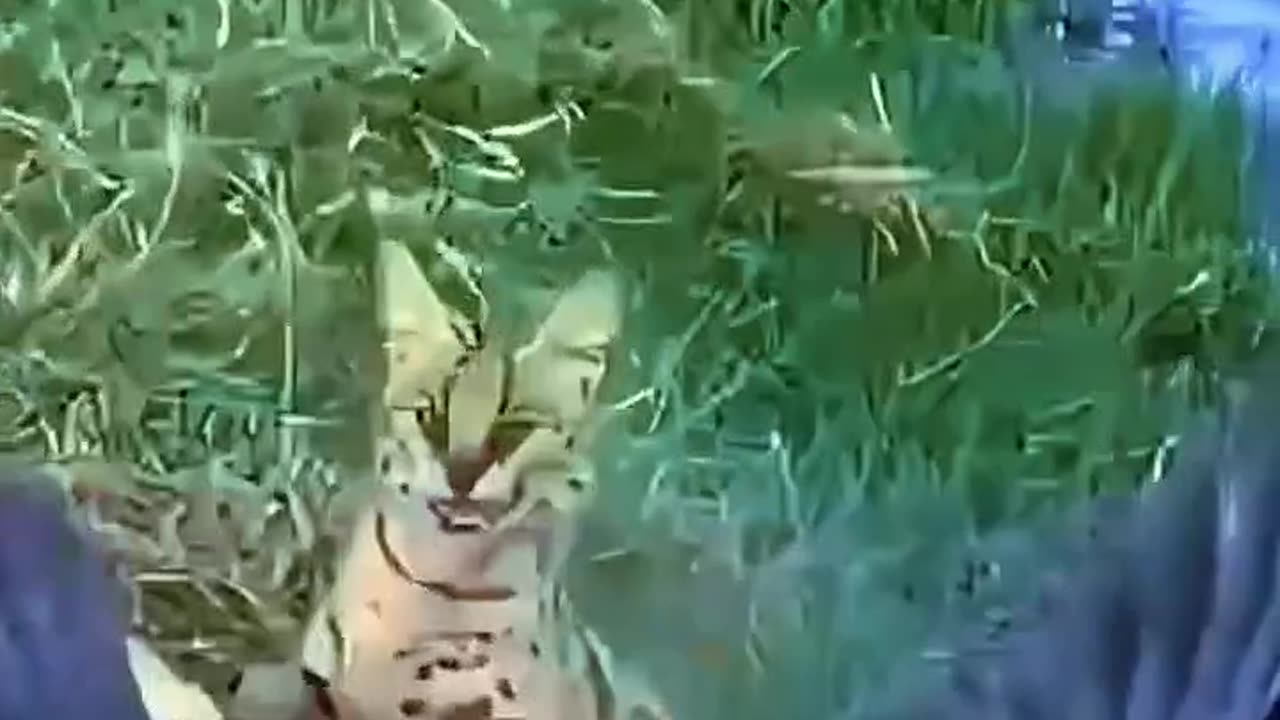 Cat want to save our life