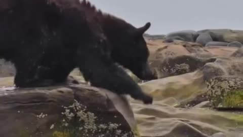 Spirit Bear - Amathaon