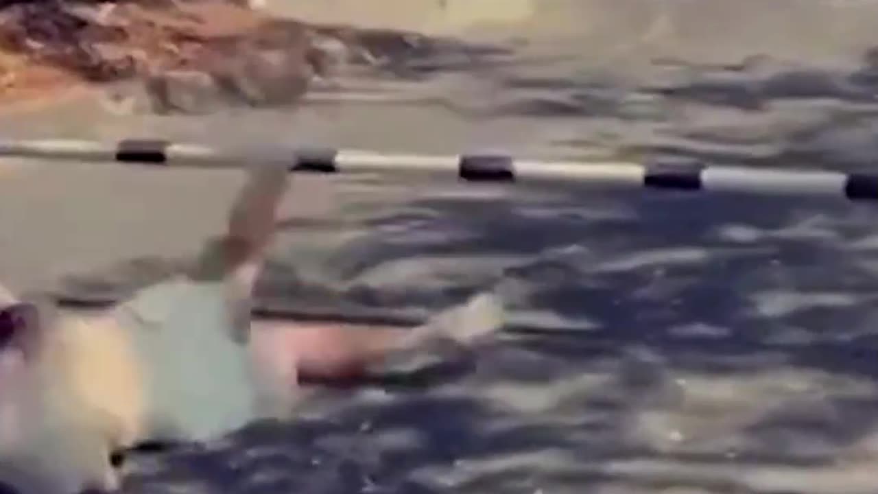 Crazy and Funny Videos!