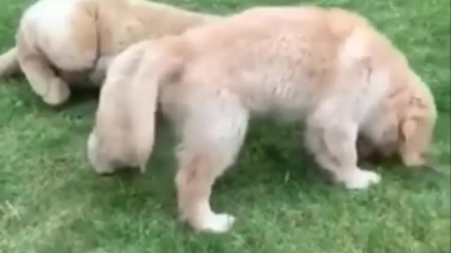 Funny and Cute Golden Retriever Puppy
