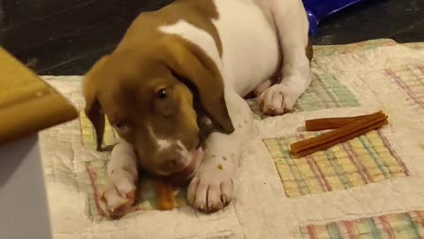 New pup! Meet Kipper or Kip. He was a little busy