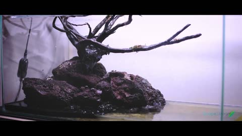 Low-tech Amazon river style aquascape