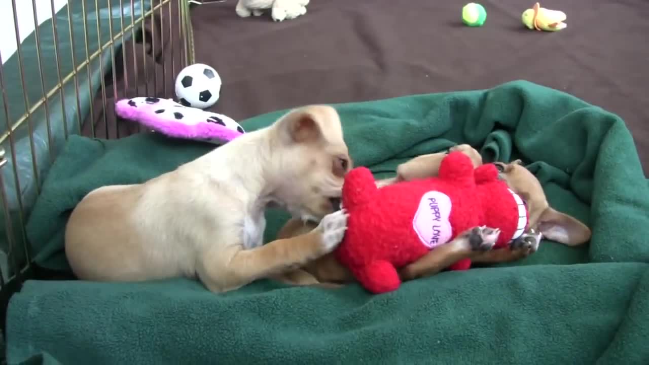 Chihuahua puppies play on steps