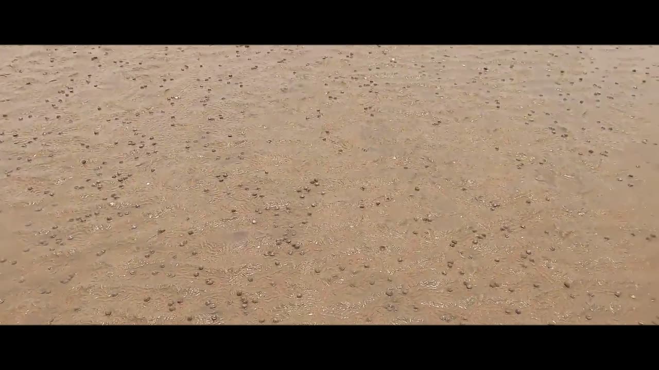 Catch the sea-After the heavy rain at the beach, thousands of conch snails were found on the beach