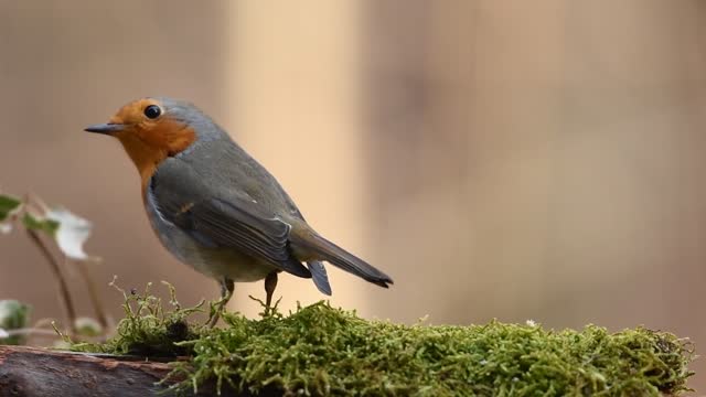 Robin hood