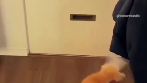 Hugs and affection with pets Cats that can talk | Funny animal clips 2024