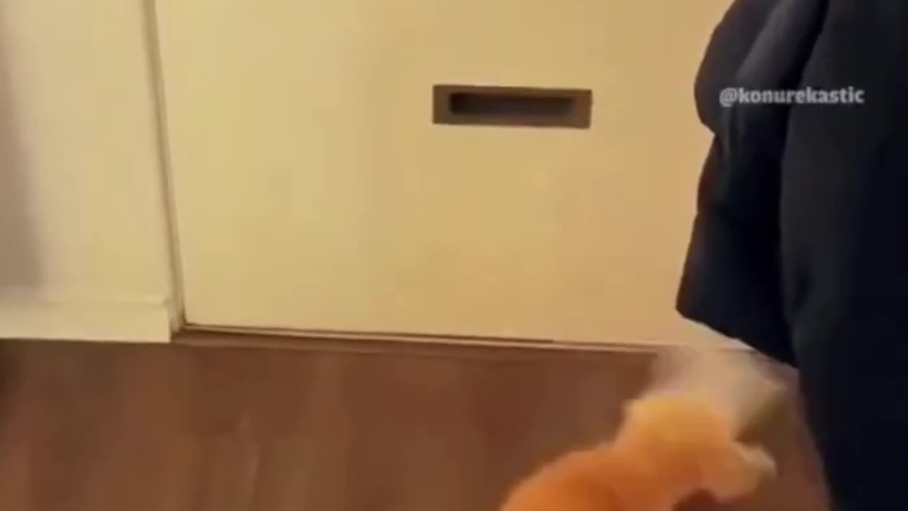 Hugs and affection with pets Cats that can talk | Funny animal clips 2024