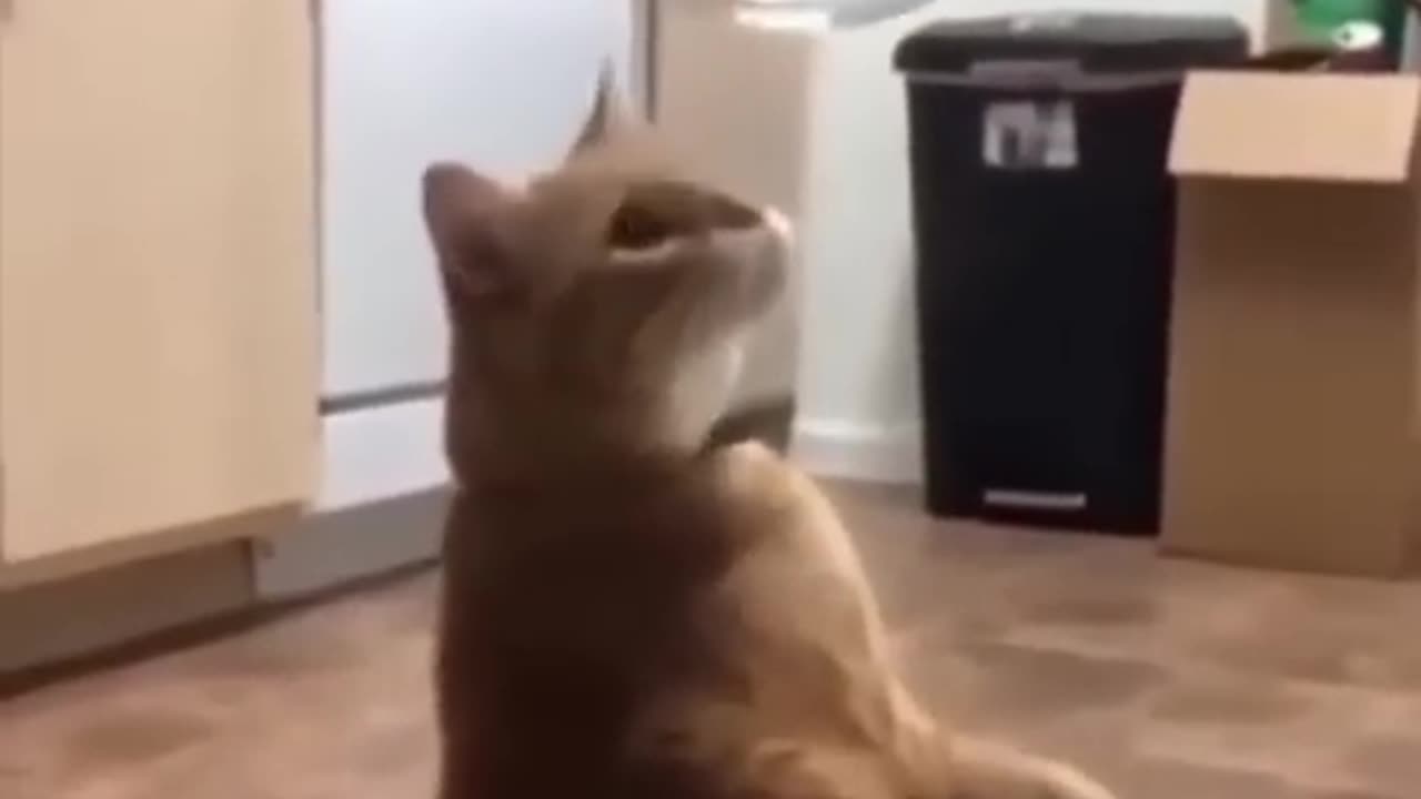 Funny paw/ funny Animals/Funny cat and dogs 2023Funny paw/ funny Animals/Funny cat and dogs 2023