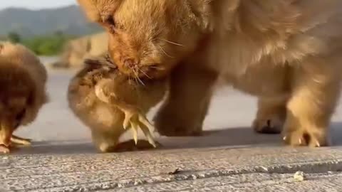 I play with cute chicks