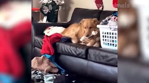 Animal funny video