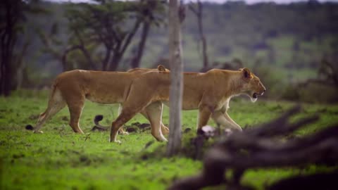Lion and partner enjoying the jungle