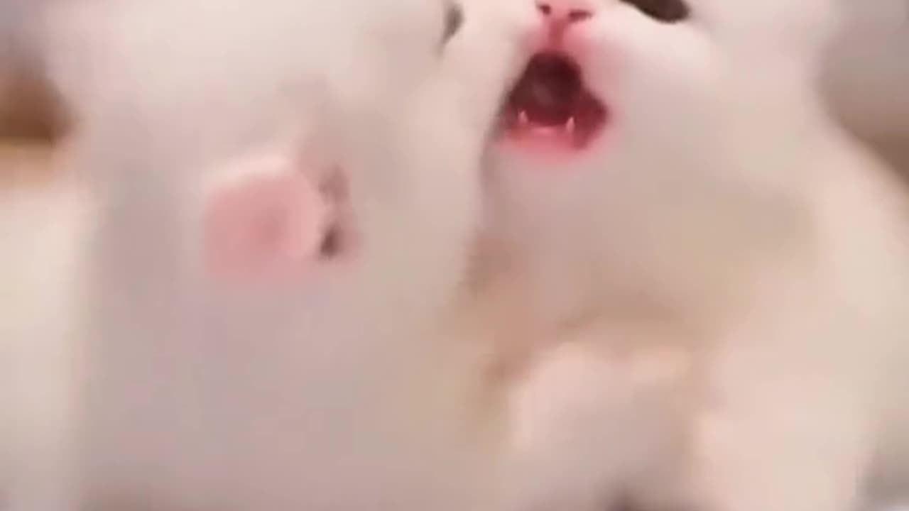 Sweet Pet cat