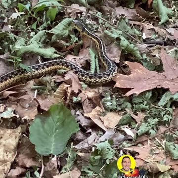 DO YOU SEE THE SNAKE BREATHING?