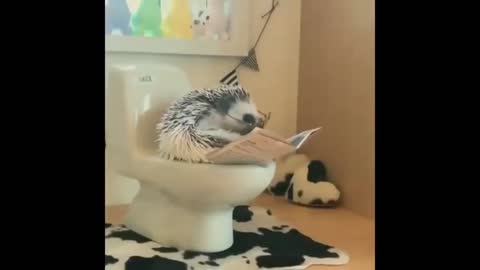 This hedgehog is the cutest and funniest in the world!