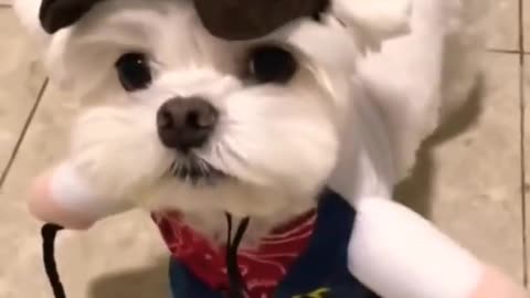 Cute dog 🐕🐕🐕