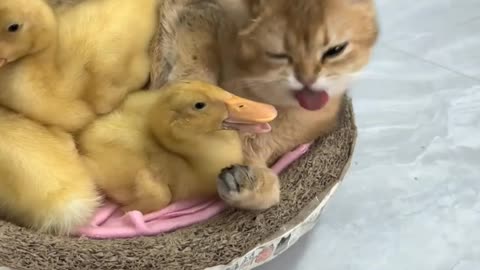 Love bond of a kitten and ducklings 🐥🐱