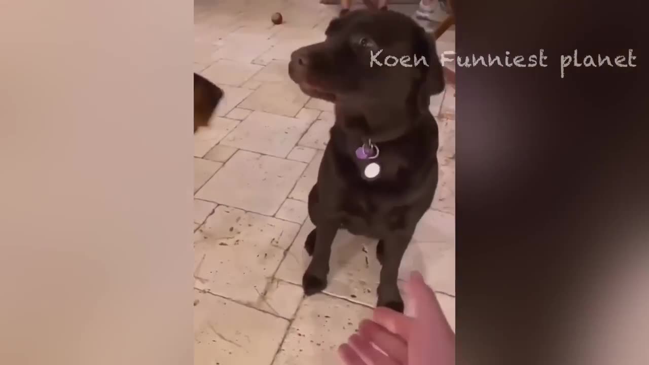 Funniest Dog And Cat Videos - Best Funny Animals Videos 2023😇