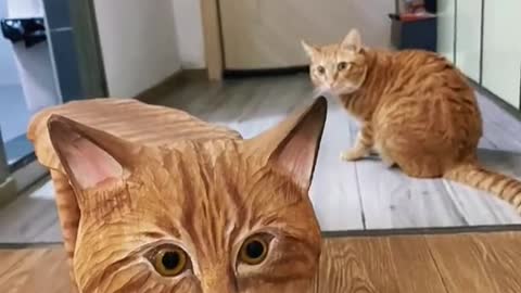 Do you want to take me home? #puppycute #cutepuppy #cutecat #fyp