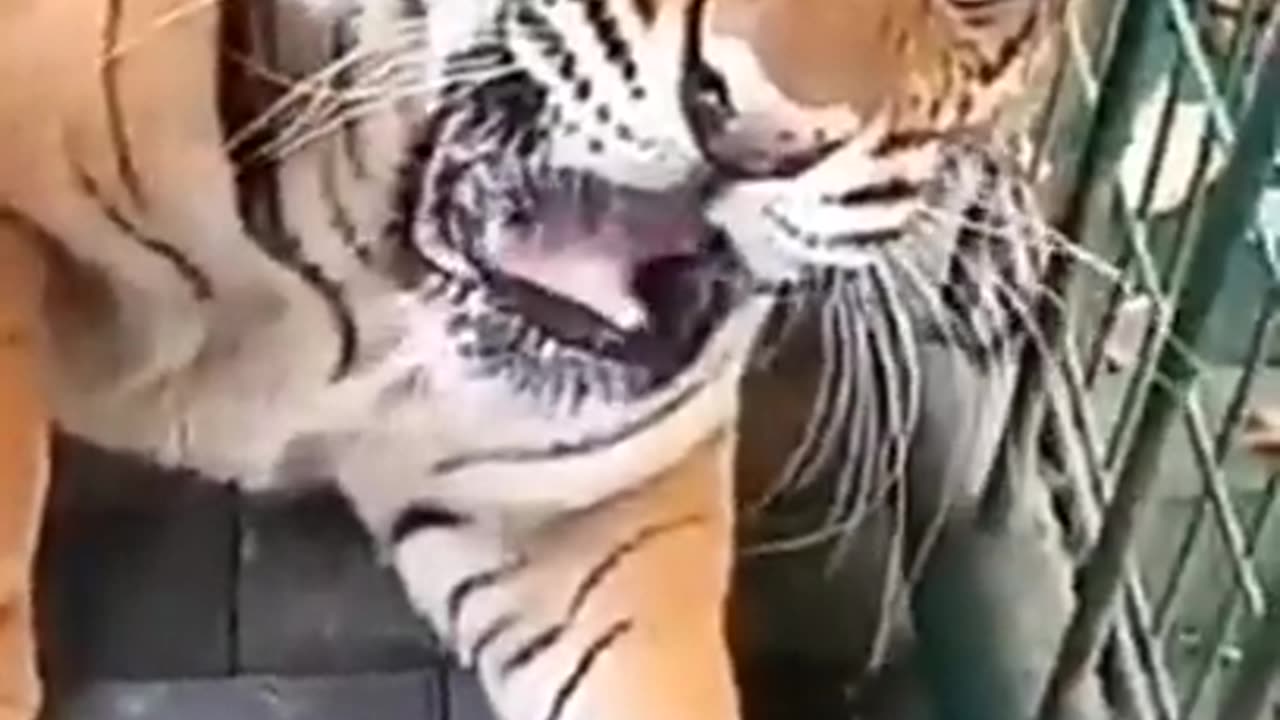 Lion attack vs tiger attack