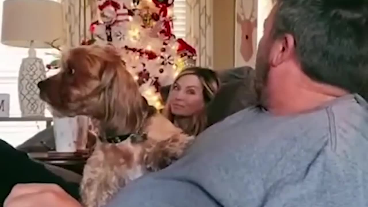 Funny animals video of the day 0029 |😂😂_ Do not try to laugh