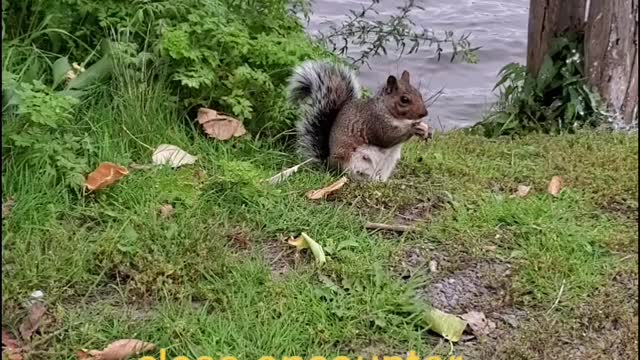 Funny chipmunk