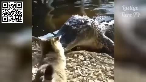 Lustige Tiere - Lustige Tier Videos Zum Totlachen #1Lustige Tiere -