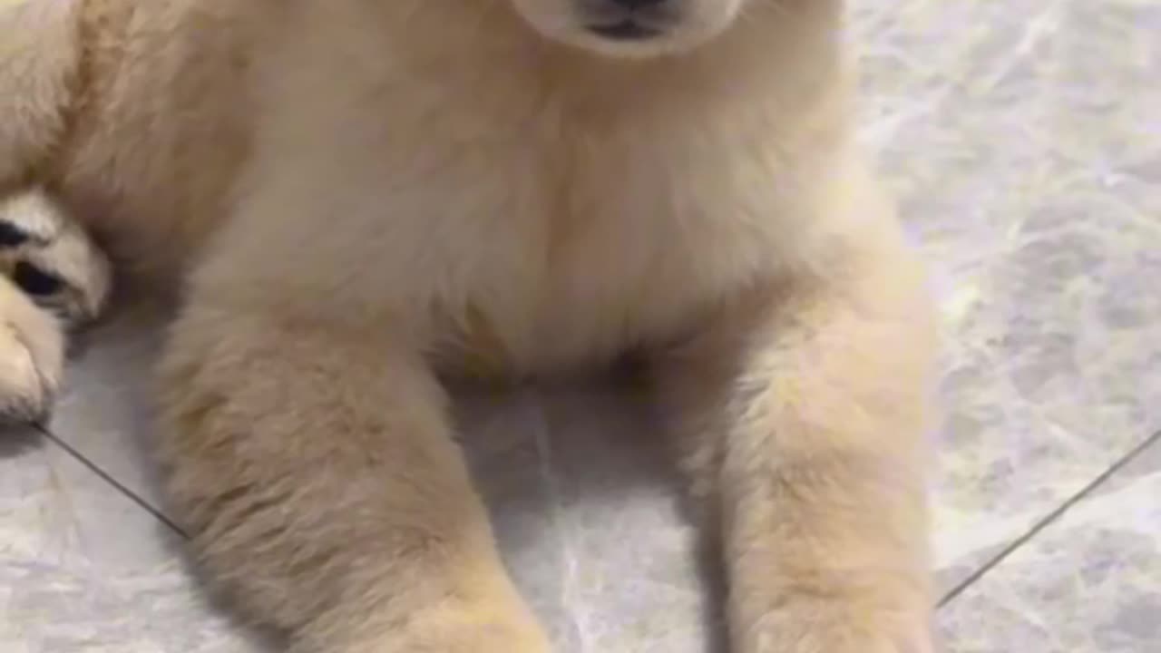 Just look at this adorable squishy golden retriever!