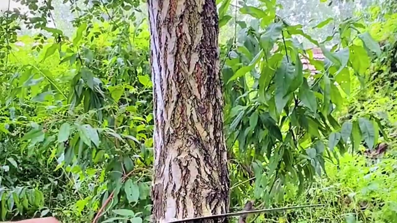 wonderful tree cutting