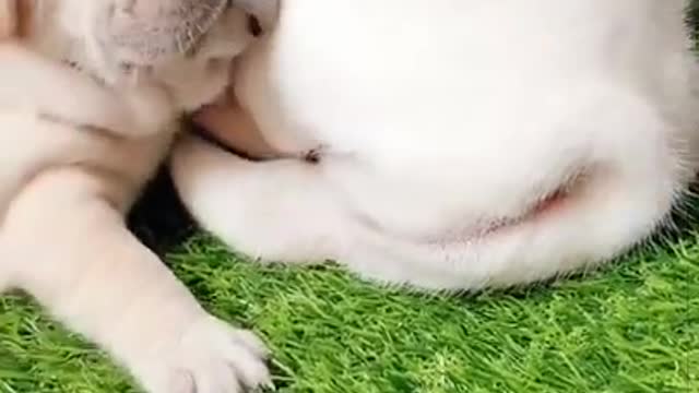 Dog That Will Make Your Day EP # 223 #shorts #AdorableDog