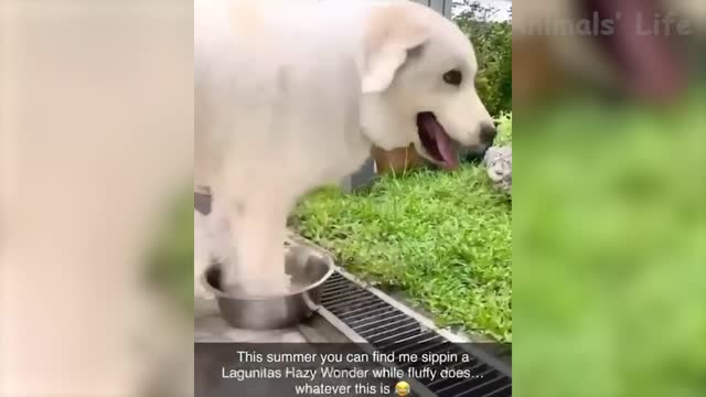 Funniest Dogs And Cats Videos - Funny Animal Videos, Best Of The 2021 Edition 😃😇