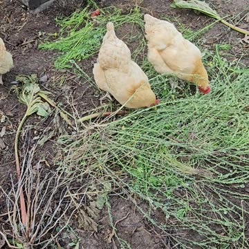 OMC! Happy hens working side by side to scratch and peck up some seeds! #chickens #hens #shorts #hen
