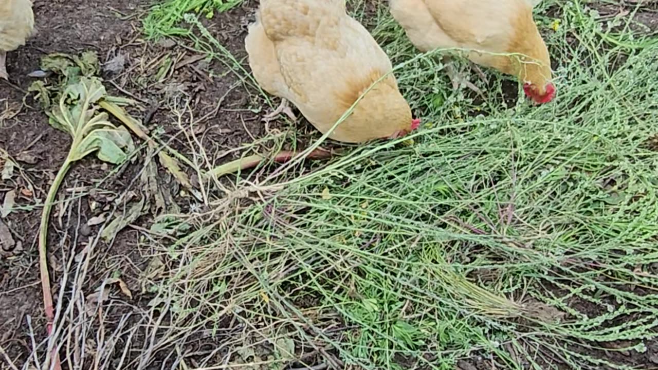 OMC! Happy hens working side by side to scratch and peck up some seeds! #chickens #hens #shorts #hen