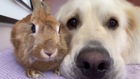 Adorable Golden Retriever Bailey Hugs Cute Rabbit Sam