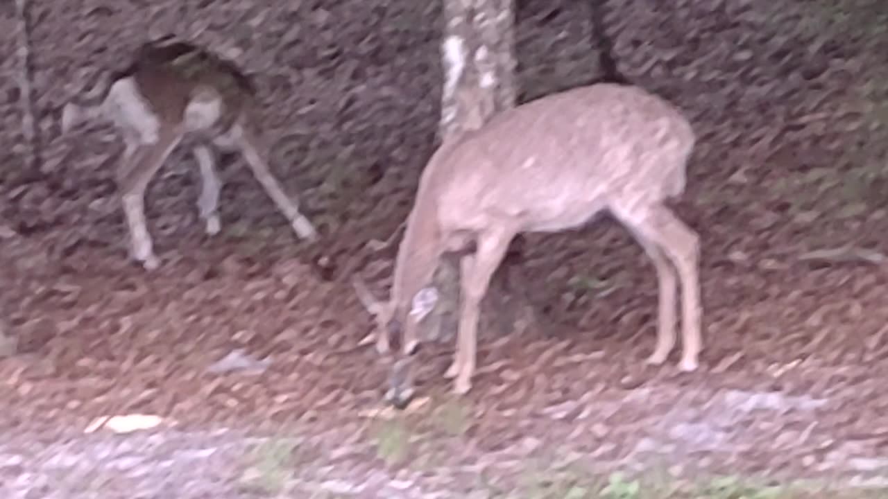 Special Fl Deer Eclipse 4/8/24