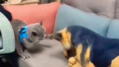 Cat and dog fighting video