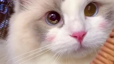 Cute Cats Videos Funny Animals Compilation#animals