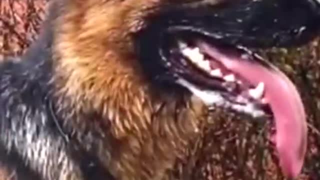 and not their pain, please do not wear fur