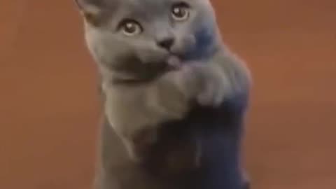 Dancing cat