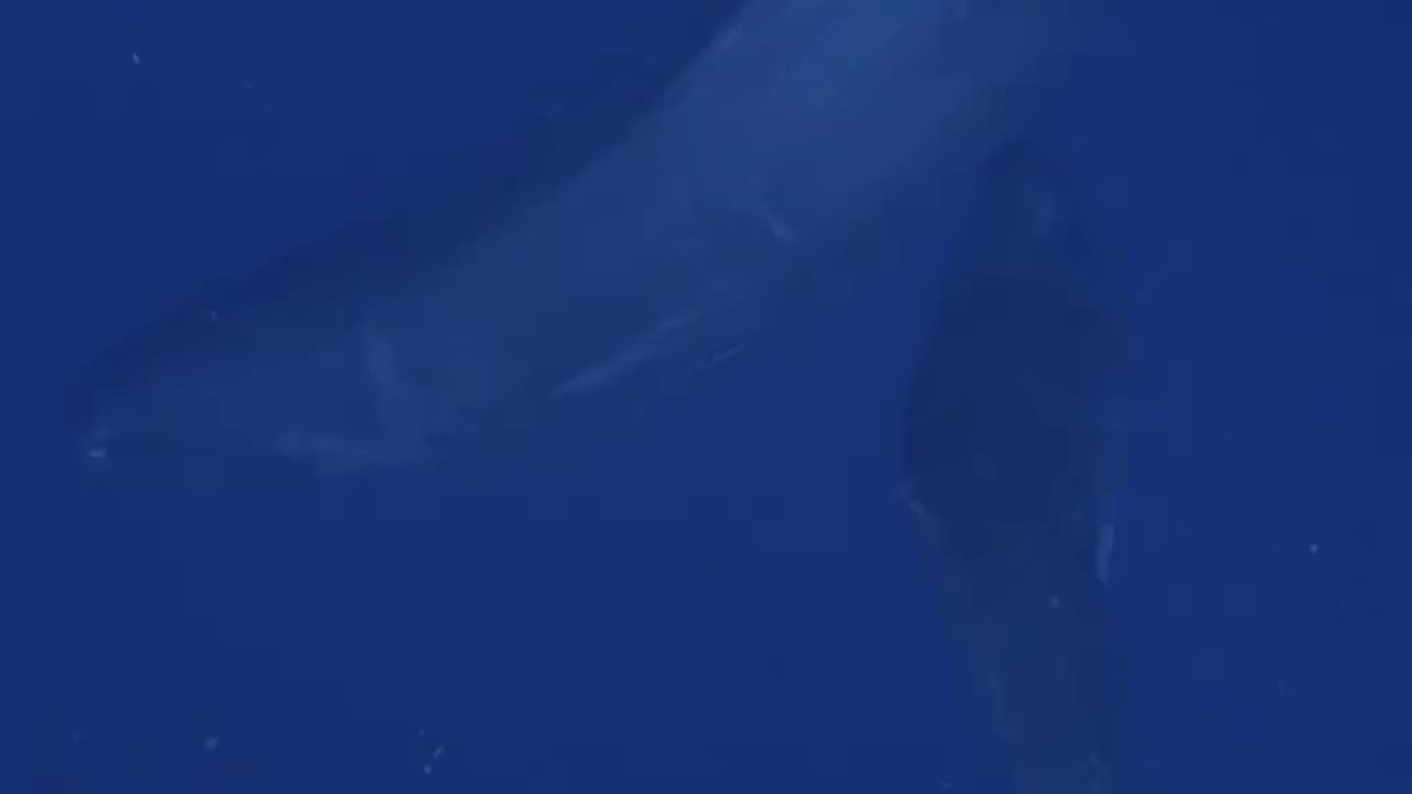 Sperm whale nurses her young