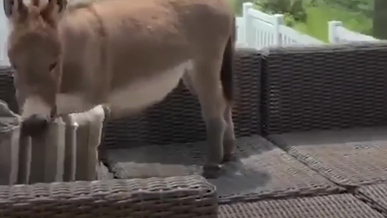 World's Tiniest Donkey Loves Pranking His Mom - TINY TIM | The Dodo Little But Fierce