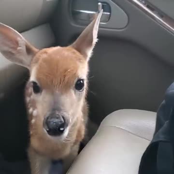 Fawn Bleats After Being Rescued || ViralHog
