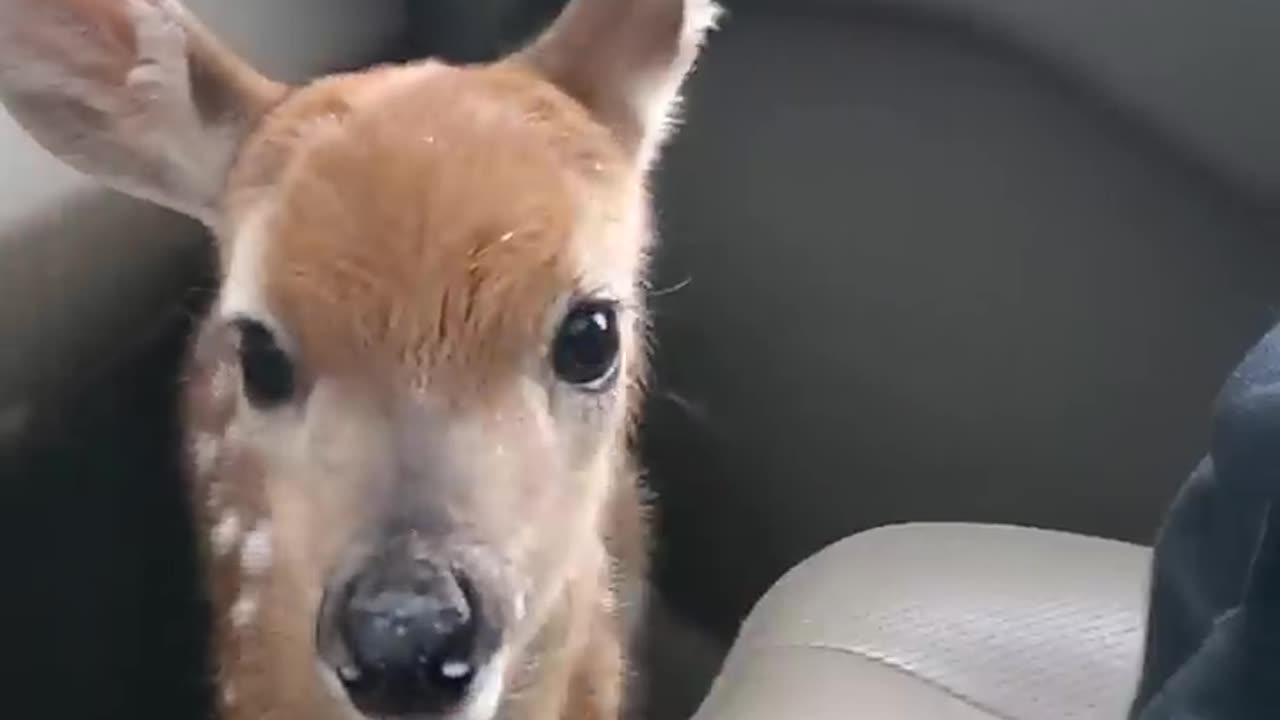 Fawn Bleats After Being Rescued || ViralHog