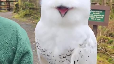 The happiest owls ever soooooo cute