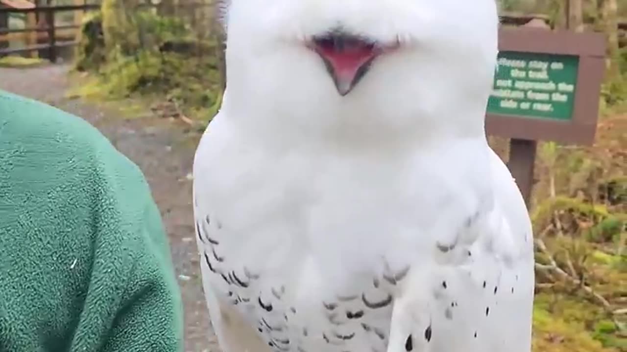 The happiest owls ever soooooo cute