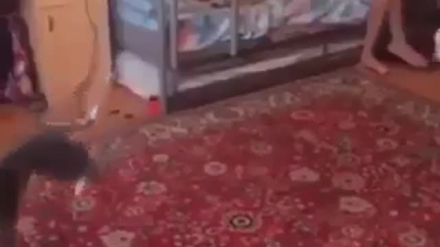 ronaldo in the cat world