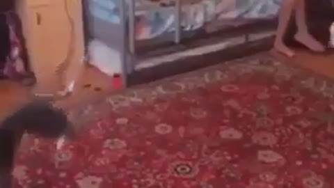 ronaldo in the cat world