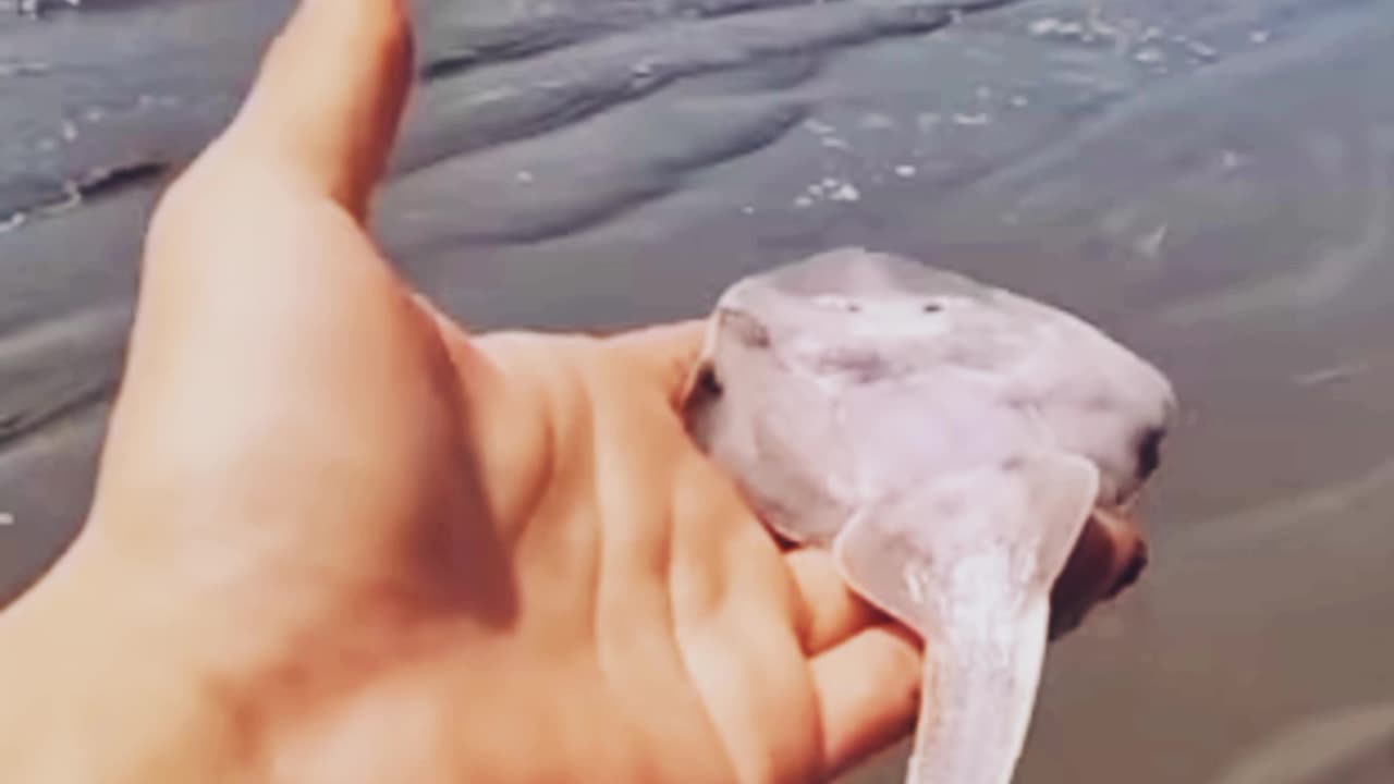 Man rescues a stingray