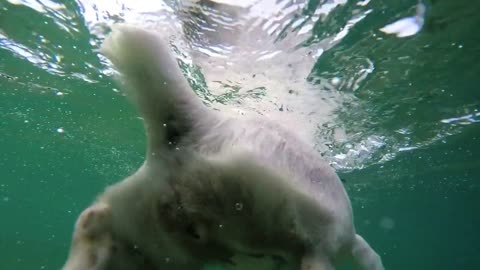 Funny Dog in Swimming Pool